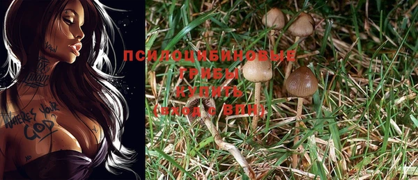 сатива Каменка