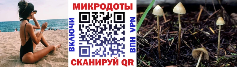 Псилоцибиновые грибы мицелий  ссылка на мегу вход  Снежногорск  дарнет шоп 